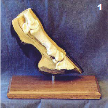 Horse Science Basic 3-D Hoof Model 